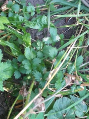 Potentilla norvegica