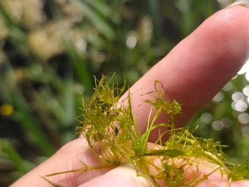 Slimy-fruited Stonewort (Nitella capillaris)