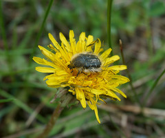 Tropinota hirta