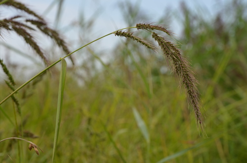 Echinochloa oryzoides iNat (3)
