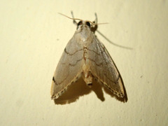Hyalobathra