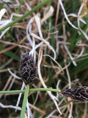 Carex nigricans