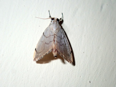 Hyalobathra
