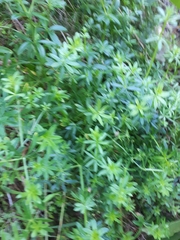 Galium mollugo