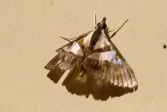 Dausara