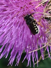 Pseudoanthidium nanum