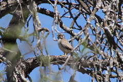 Spiziapteryx circumcincta