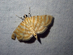 Notarcha tigrina