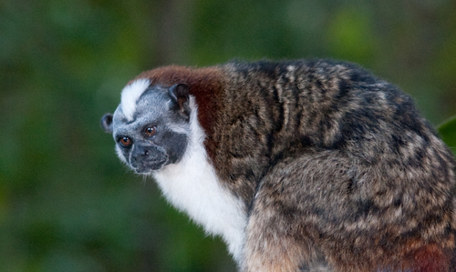 Geoffroy s Tamarin