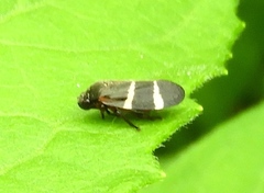 Aeneolamia albofasciata