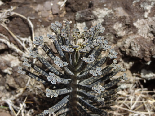 Kalanchoe delagoensis