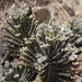 Kalanchoe delagoensis - Photo (c) Jean-Philippe BASUYAUX, μερικά δικαιώματα διατηρούνται (CC BY-NC), uploaded by Jean-Philippe BASUYAUX