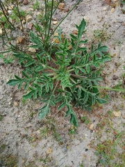 Pelargonium auritum auritum