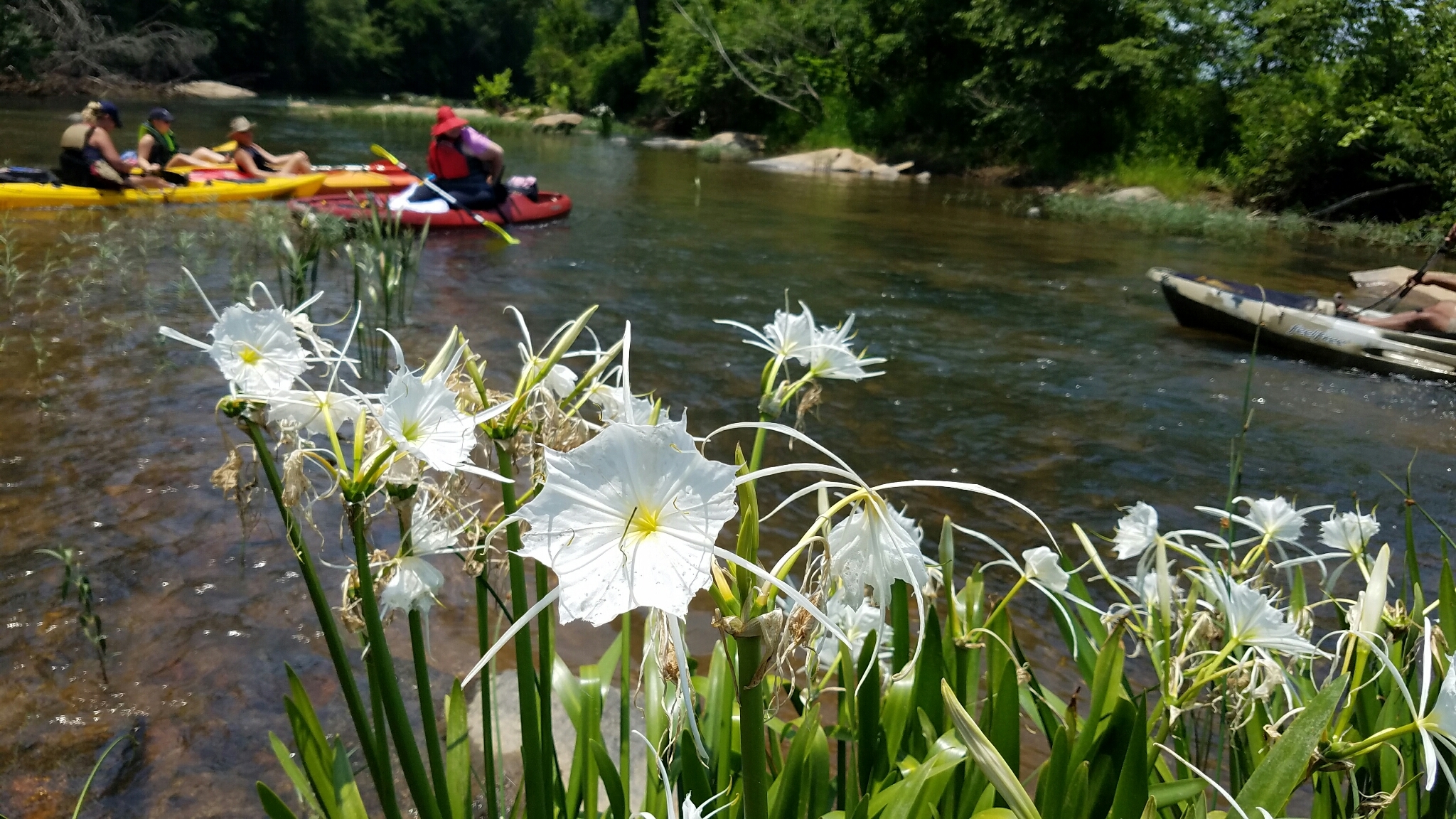 Hymenocallis coronaria