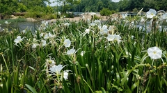 Hymenocallis coronaria