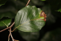Orchestes fagi