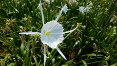 Hymenocallis coronaria