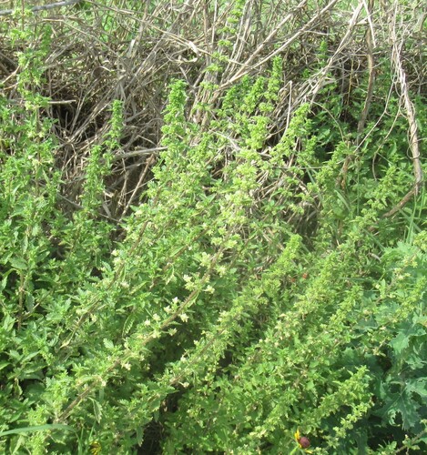 Image of Urtica chamaedryoides by (c) Linda Jo Conn, some rights reserved (CC BY)