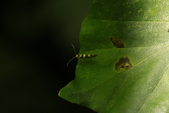Argyresthia brockeella