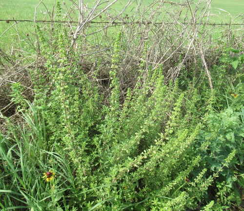 Image of Urtica chamaedryoides by (c) Linda Jo Conn, some rights reserved (CC BY)