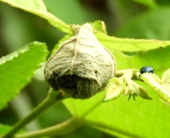 Pterocolus