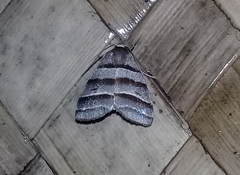 Flammona quadrifasciata