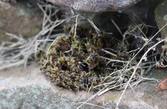 Bryophyta