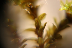 Bryophyta