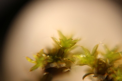Bryophyta