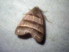 Flammona quadrifasciata