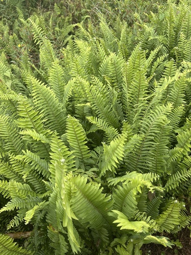 Nephrolepis biserrata iNat (2)
