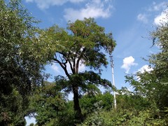 Robinia pseudoacacia