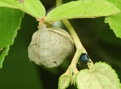 Pterocolus