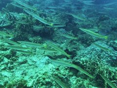 Sphyraena flavicauda