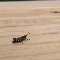 Booneacris glacialis