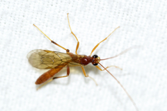 Ctenopelmatinae