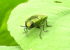 Agaeocera scintillans