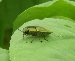 Agaeocera scintillans