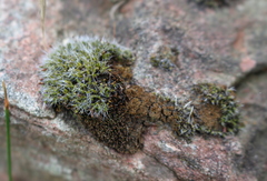Grimmia pulvinata