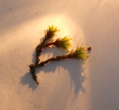 Grimmia pulvinata