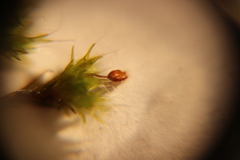 Grimmia pulvinata