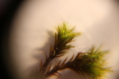 Grimmia pulvinata