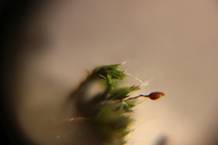 Grimmia pulvinata