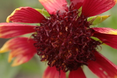 Gaillardia aristata
