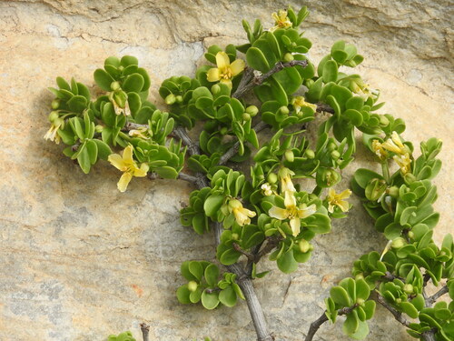 Image of Roepera morgsana by (c) Noeleen du Toit, some rights reserved (CC BY-SA)