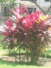 Cordyline fruticosa