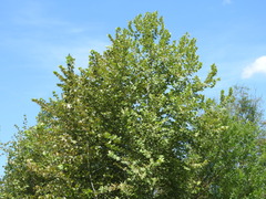 Platanus rzedowskii