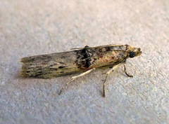 Nephopterix angustella