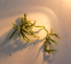Bryophyta