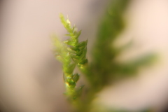Bryophyta